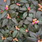 RHODODENDRON X `BLACK HAT`