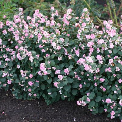 SYMPHORICARPOS X DOOR. `PINKY PROMISE`