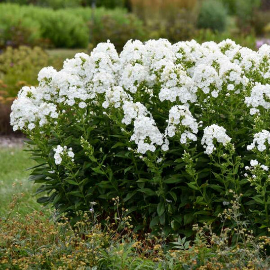 PHLOX LUMINARY `BACKLIGHT`