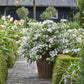HYDRANGEA X `FAIRYTRAIL BRIDE`