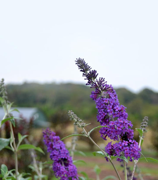 BUDDLEIA `PSYCHEDELIC SKY`