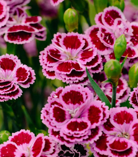 DIANTHUS DELILAH™ BICOLOR PURPLE