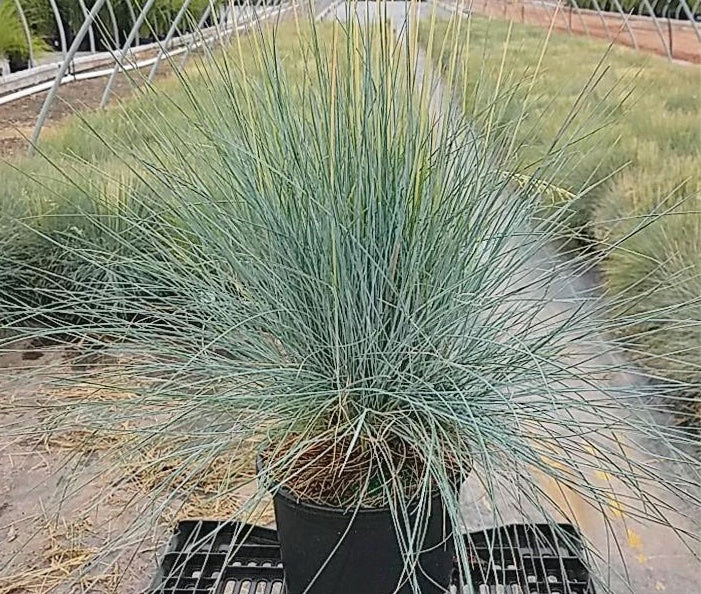 FESTUCA CINEREA `ELIJAH BLUE`