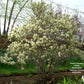 FOTHERGILLA GARDENII