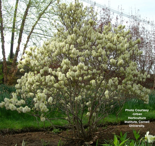 FOTHERGILLA GARDENII