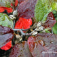 FOTHERGILLA GARDENII