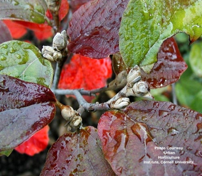 FOTHERGILLA GARDENII