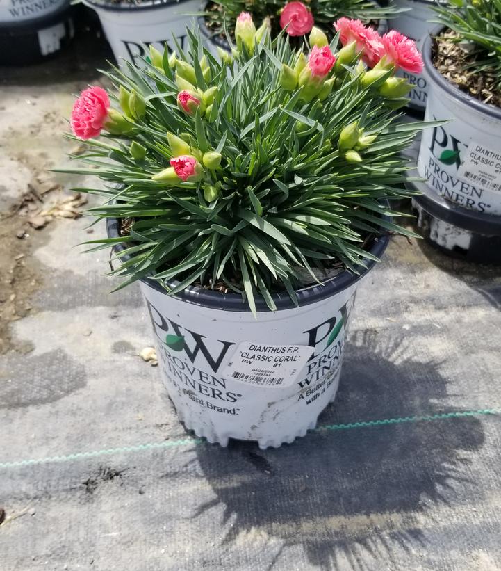 DIANTHUS F.P. `CLASSIC CORAL`