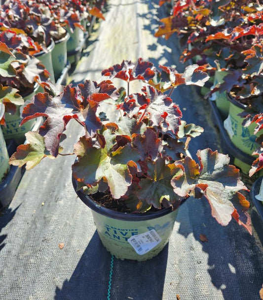 HEUCHERA VILLOSA `BRONZE WAVE`