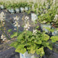 TIARELLA CORDIFOLIA `RUNNING TAPESTRY`