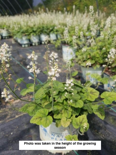 TIARELLA CORDIFOLIA `RUNNING TAPESTRY`