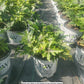TIARELLA `CUTTING EDGE`