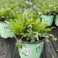 GAILLARDIA SPINTOP `RED`