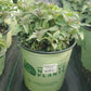 MONARDA DIDYMA `JACOB CLINE`