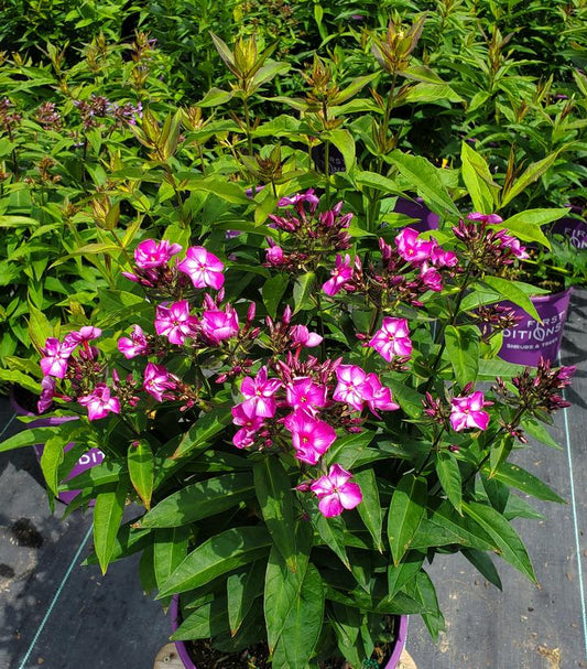PHLOX PANICULATA `GRAPE LOLLIPOP`