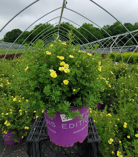 POTENTILLA FRUT. `LEMON MERINGUE`