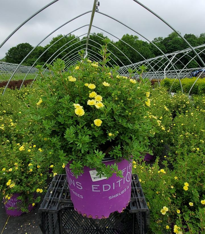 POTENTILLA FRUT. 'LEMON MERINGUE'