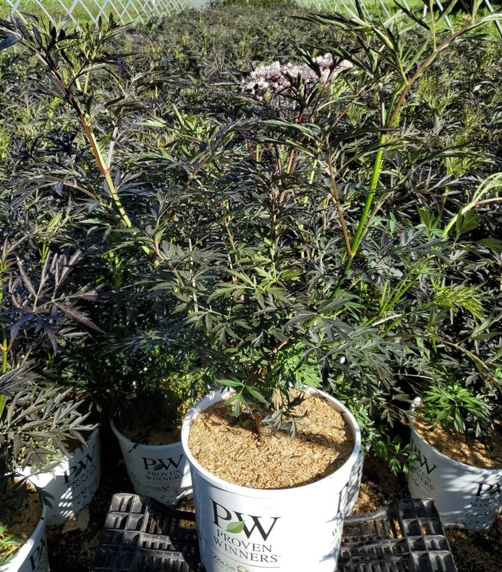 SAMBUCUS NIGRA `BLACK LACE`