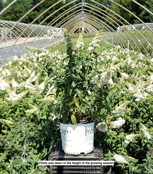 BUDDLEIA PUGSTER `WHITE`