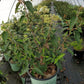 VIBURNUM CARLESII X `NANTUCKET`