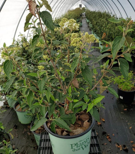 VIBURNUM CARLESII X `NANTUCKET`