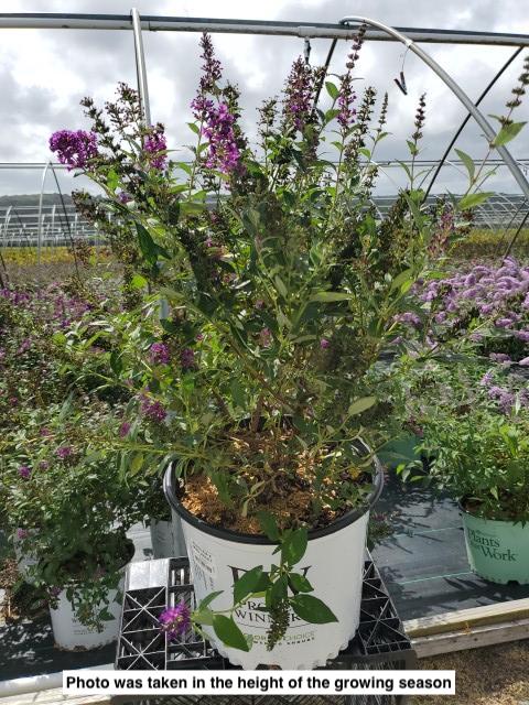 BUDDLEIA X `MISS VIOLET`