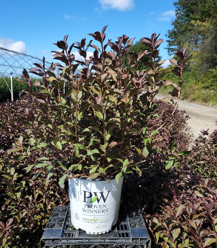 WEIGELA `FINE WINE`