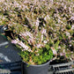 CALLUNA VULGARIS `COUNTY WICKLOW`