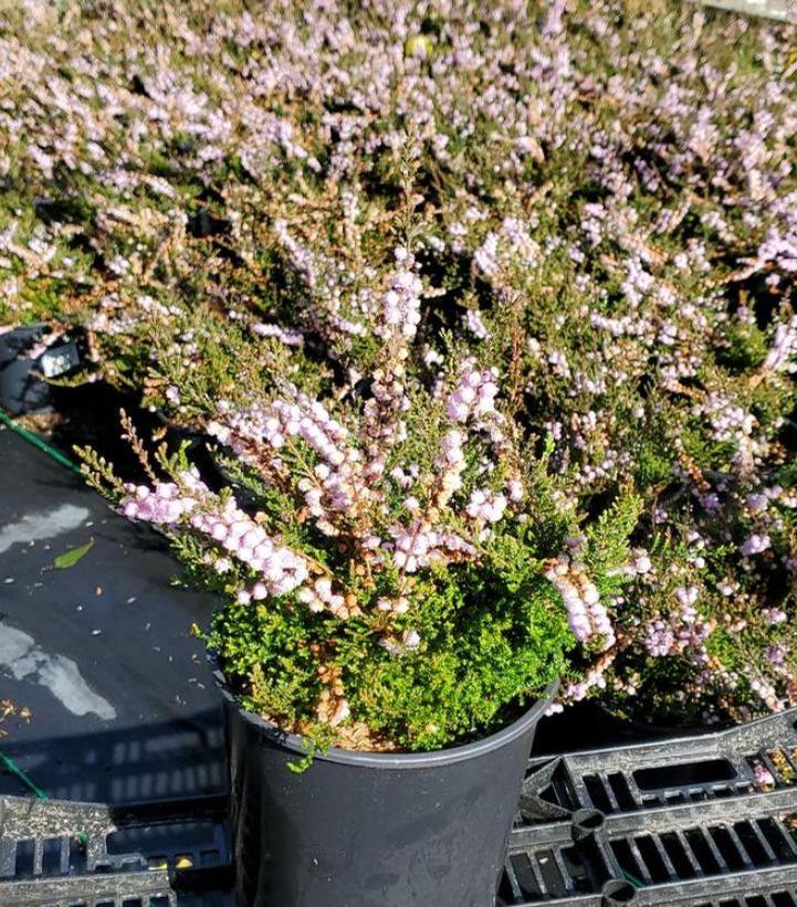 CALLUNA VULGARIS `COUNTY WICKLOW`