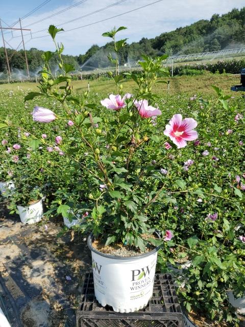 HIBISCUS SYR. `ORCHID SATIN` TREE