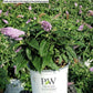 BUDDLEIA PUGSTER `AMETHYST`