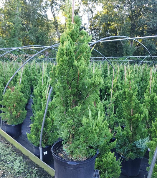 JUNIPERUS CHINENSIS `TORULOSA`