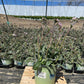 ERIGERON `LYNNHAVEN CARPET`