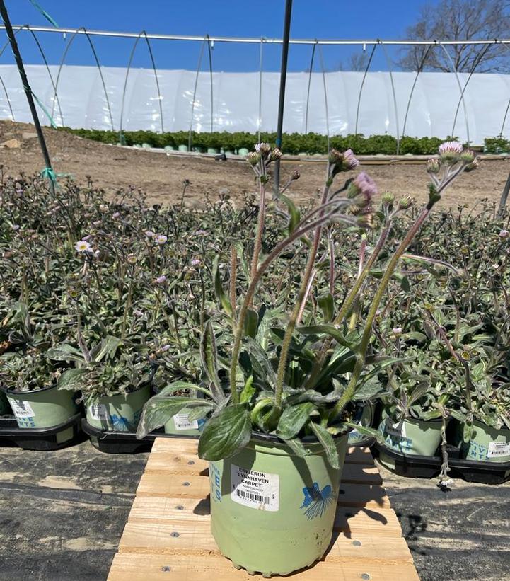 PENSTEMON DIGITALIS `HUSKER RED`
