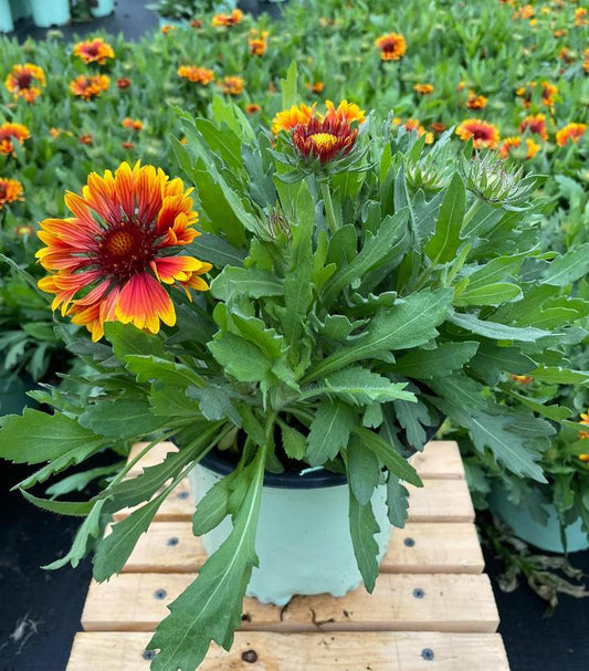 GAILLARDIA SPINTOP `COPPER SUN`