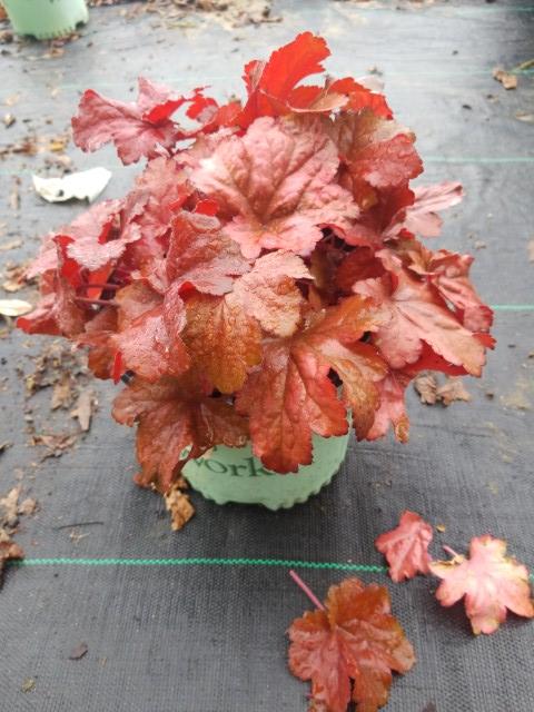 HEUCHERA `FOREVER RED`