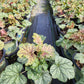 HEUCHERA AMERICANA `GREEN SPICE`