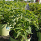 MONARDA FISTULOSA