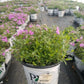 PHLOX `PURPLE SPRITE`
