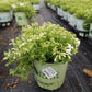 PHLOX SUB. SPRING `WHITE`