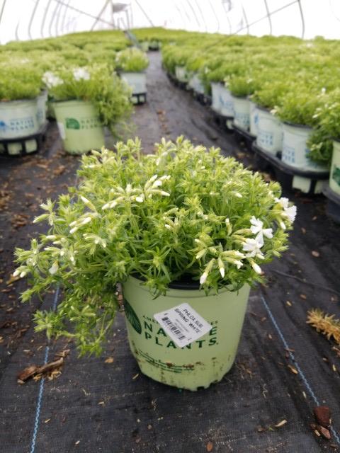 PHLOX SUB. SPRING `WHITE`