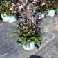PENSTEMON DAKOTA `BURGUNDY`