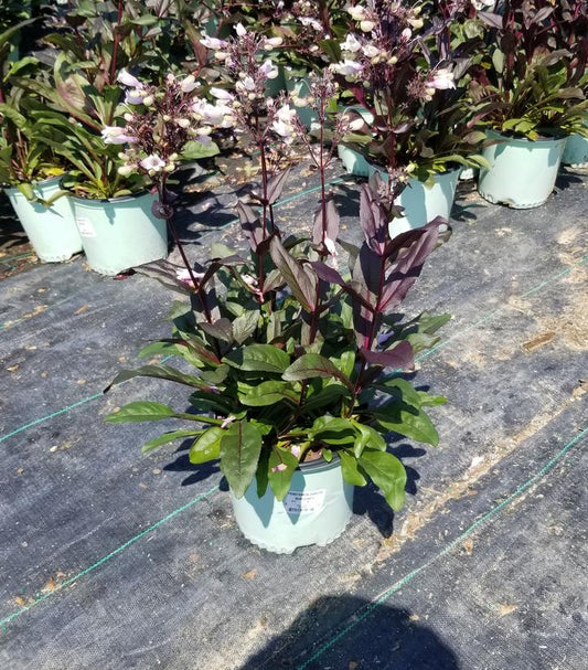 PENSTEMON DAKOTA `BURGUNDY`