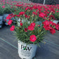 DIANTHUS `PAINT THE TOWN RED`