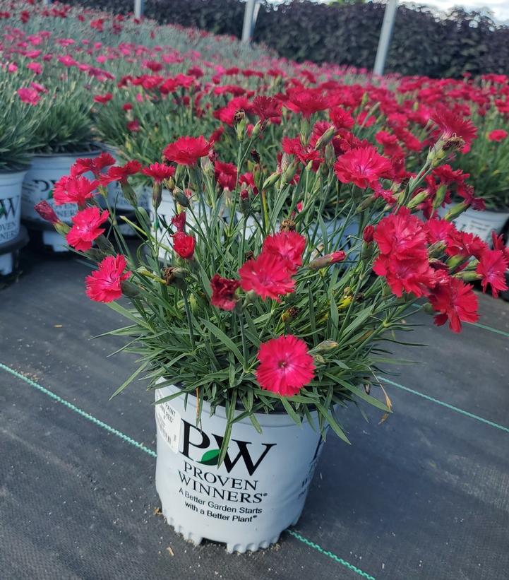 DIANTHUS `PAINT THE TOWN RED`