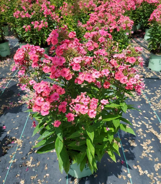 PHLOX P. KA-POW `PINK`