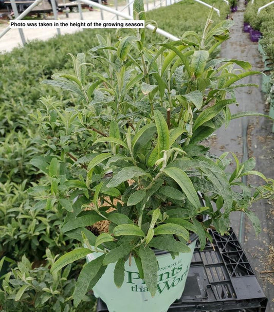 BUDDLEIA `GRAND CASCADE`