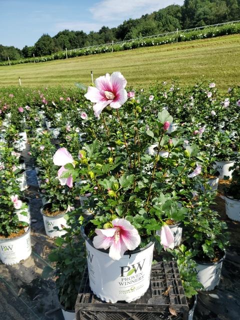 HIBISCUS SYR. PARAPLU `PINK INK`