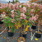 HYDRANGEA PAN. `PINK DIAMOND` - TREE