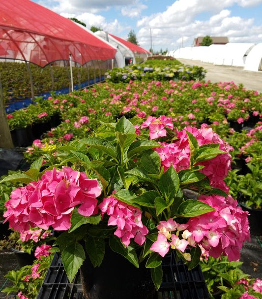 HYDRANGEA M `PIA`